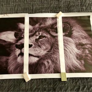 Lion photo on canvas